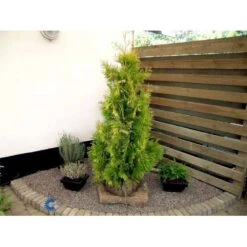 Almindelig Thuja 'Yellow Ribbon' Thuja Occidentalis 'Yellow Ribbon' Potte 3,0 Liter,- 40-60 Cm. -Montoz Butik fi1944 thuja occidentalis yellow ribbon 54a9