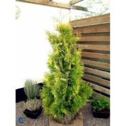 Almindelig Thuja 'Yellow Ribbon' Thuja Occidentalis 'Yellow Ribbon' Potte 3,0 Liter,- 40-60 Cm. -Montoz Butik fi1944 thuja occidentalis yellow ribbon 6475