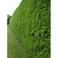 Vestamerikansk Hemlock Tsuga Heterophylla Med Klump,- 175-200 Cm. -Montoz Butik fi1992 tsuga heterophylla e1b7