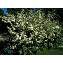 Sargentsæble Malus Sargentii Barrods, - 3 års (1/2) 50-80 Cm. Hækkvalitet -Montoz Butik fi273 malus toringo var sargentii 4b66