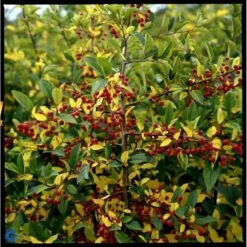 Sargentsæble Malus Sargentii Barrods, - 3 års (1/2) 50-80 Cm. Hækkvalitet -Montoz Butik fi273 malus toringo var sargentii 6dc4