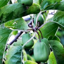 Stikkelsbærkiwi 'Issai' Actinidia Arguta 'Issai' Potte 7,5 Liter,- Opbundet 150-200 Cm. -Montoz Butik fi2 actinidia arguta issai f7ce processed