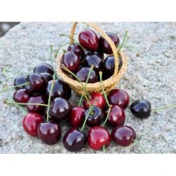 Sød Kirsebær 'Kordia' - Kræver Bestøver Prunus X 'Kordia' - Kræver Bestøver 4-8 Grene, 130-170 Cm. 10 Liter Potte (Colt) -Montoz Butik fi308 prunus avium kordia b26e