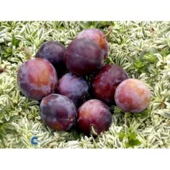 Blomme 'Kirkes' Prunus Domestica 'Kirkes' 4-8 Grene, 130-170 Cm. 10 Liter Potte. (S.J.A.) -Montoz Butik fi351 prunus domestica kirkes c5f6