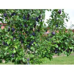 Blomme 'Valor' Prunus Domestica 'Valor' 4-8 Grene, 130-170 Cm. 10 Liter Potte. (S.J.A.) -Montoz Butik fi363 prunus domestica valor e428