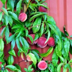 Ferskenmandel Prunus Amygdalus-persica 5 Liter Potte -Montoz Butik fi380 prunus persica benedicte b96c