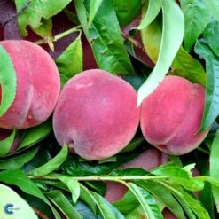 Ferskenmandel Prunus Amygdalus-persica 5 Liter Potte