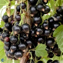 Solbær 'Titania' Ribes Nigrum 'Titania' 3,5 Liter Potte -Montoz Butik fi455 ribes nigrum titania 3d5e