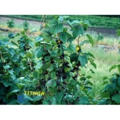 Solbær 'Titania' Ribes Nigrum 'Titania' 3,5 Liter Potte -Montoz Butik fi455 ribes nigrum titania a58a