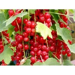 Ribs 'Jonkheer Van Tets' Ribes Rubrum 'Jonkheer Van Tets' Barrods,- 4-8 Grene -Montoz Butik fi458 ribes rubrum jonkheer van tets c7d5