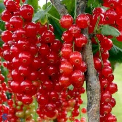 Ribs 'Rolan' Ribes Rubrum 'Rolan' 3,5 Liter Potte -Montoz Butik fi460 ribes rubrum rolan eb59