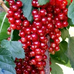 Ribs 'Rovada' Ribes Rubrum 'Rovada' Potte 2,0 Liter,- Opbundet -Montoz Butik fi465 ribes rubrum rovada fac2
