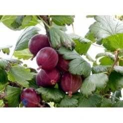 Stikkelsbær 'Rød Hinnomaki' Ribes Uva-crispa 'Rød Hinnomaki' 3,5 Liter Potte -Montoz Butik fi479 ribes uva crispa hinnonmaeki roed 0c61