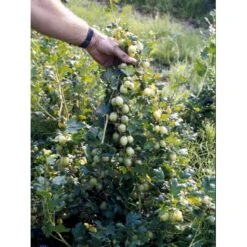 Stikkelsbær 'Invicta' Ribes Uva-crispa 'Invicta' 3,5 Liter Potte -Montoz Butik fi481 ribes uva crispa invicta 4a04