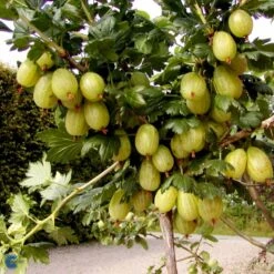 Stikkelsbær 'Invicta' Ribes Uva-crispa 'Invicta' 3,5 Liter Potte -Montoz Butik fi481 ribes uva crispa invicta ac0a