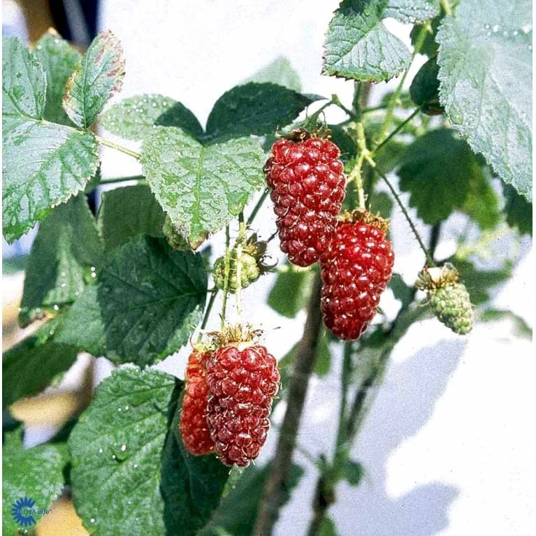 Taybær 'Medana' Rubus X Tayberry 'Medana' Potte 2,0 Liter,- Opbundet 5 Taybær 'Medana' Rubus X Tayberry 'Medana' Potte 2,0 Liter,- Opbundet - Billede 3