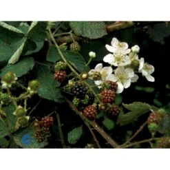 Tornfri Brombær 'Black Satin' Rubus Fruticosus 'Black Satin' Opbundet Til Ca. 40 Cm., Med Potte 13 Tornfri Brombær 'Black Satin' Rubus Fruticosus 'Black Satin' Opbundet Til Ca. 40 Cm., Med Potte -Montoz Butik fi497 rubus fruticosus black satin 7c9b