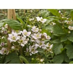 Tornfri Brombær 'Black Satin' Rubus Fruticosus 'Black Satin' Opbundet Til Ca. 40 Cm., Med Potte 12 Tornfri Brombær 'Black Satin' Rubus Fruticosus 'Black Satin' Opbundet Til Ca. 40 Cm., Med Potte -Montoz Butik fi497 rubus fruticosus black satin e3e8