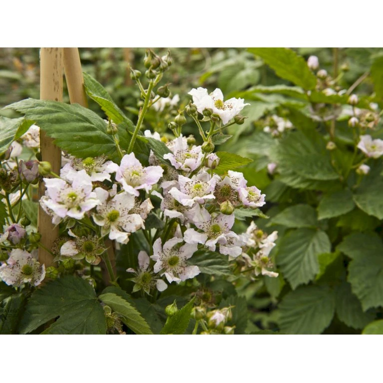 Tornfri Brombær 'Black Satin' Rubus Fruticosus 'Black Satin' Opbundet Til Ca. 40 Cm., Med Potte 7 Tornfri Brombær 'Black Satin' Rubus Fruticosus 'Black Satin' Opbundet Til Ca. 40 Cm., Med Potte - Billede 5