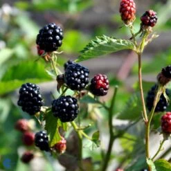 Tornfri Brombær 'Navaho'® Rubus Fruticosus 'Navaho'® Potte 3,0 Liter,- Opbundet 9 Tornfri Brombær 'Navaho'® Rubus Fruticosus 'Navaho'® Potte 3,0 Liter,- Opbundet -Montoz Butik fi502 rubus fruticosus navaho 1dc7