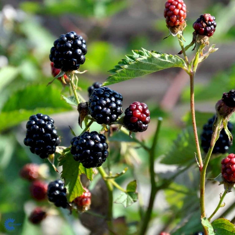 Tornfri Brombær 'Navaho'® Rubus Fruticosus 'Navaho'® Potte 3,0 Liter,- Opbundet 6 Tornfri Brombær 'Navaho'® Rubus Fruticosus 'Navaho'® Potte 3,0 Liter,- Opbundet - Billede 4