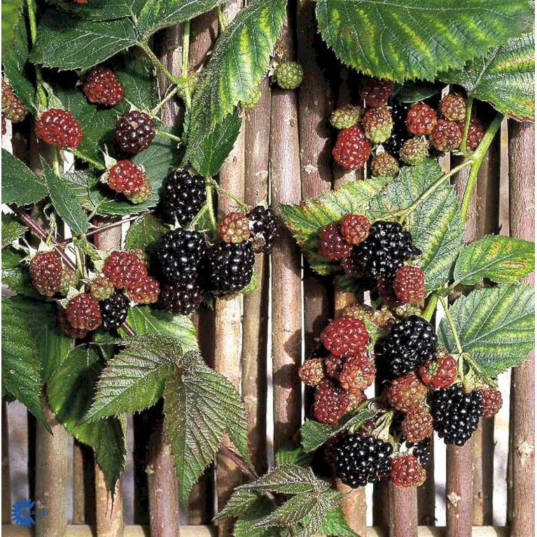 Tornfri Brombær 'Thornfree' Rubus Fruticosus 'Thornfree' Potte 2,0 Liter,- Opbundet 7 Tornfri Brombær 'Thornfree' Rubus Fruticosus 'Thornfree' Potte 2,0 Liter,- Opbundet - Billede 5