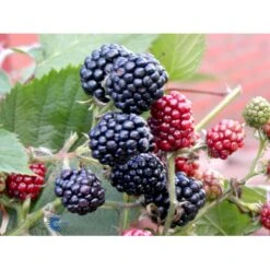Tornfri Brombær 'Thornfree' Rubus Fruticosus 'Thornfree' Potte 2,0 Liter,- Opbundet 10 Tornfri Brombær 'Thornfree' Rubus Fruticosus 'Thornfree' Potte 2,0 Liter,- Opbundet -Montoz Butik fi503 rubus fruticosus thornfree 09a7