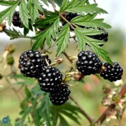 Brombær 'Thornless Evergreen' Rubus Fruticosus 'Thornless Evergreen' Potte 3,0 Liter,- Opbundet -Montoz Butik fi504 rubus fruticosus thornless evergreen f63d