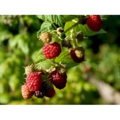 Efterårs Hindbær 'Autumn Bliss'® Rubus Idaeus 'Autumn Bliss'® Barrods,- 8-10 Mm. Rodhals. -Montoz Butik fi509 rubus idaeus autumn bliss 2af4