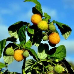 Efterårs Hindbær 'Fallgold' Rubus Idaeus 'Fallgold' Barrods,- 8-10 Mm. Rodhals. 9 Efterårs Hindbær 'Fallgold' Rubus Idaeus 'Fallgold' Barrods,- 8-10 Mm. Rodhals. -Montoz Butik fi512 rubus idaeus fallgold b7df