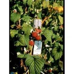Sommer Hindbær 'Preussen II' Rubus Idaeus 'Preussen II' Potte 3,0 Liter,- Opbundet -Montoz Butik fi525 rubus idaeus preussen 6c76
