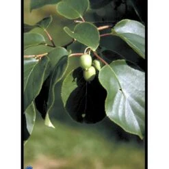 Almindelig Stikkelsbærkiwi Actinidia Arguta Potte 2,0 Liter,- Opbundet -Montoz Butik fi5614 actinidia arguta 3f2a