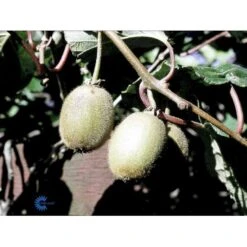 Kiwi 'Boskoop' Actinidia Chinensis 'Boskoop' (Hunplante) Potte 2,0 Liter,- Opbundet 9 Kiwi 'Boskoop' Actinidia Chinensis 'Boskoop' (Hunplante) Potte 2,0 Liter,- Opbundet -Montoz Butik fi5615 actinidia chinensis boskoop b258