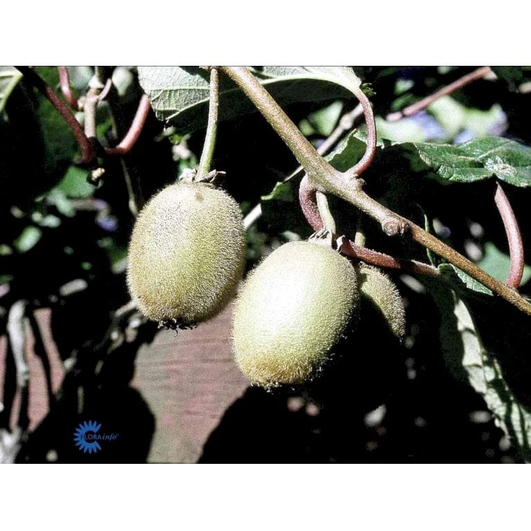Kiwi 'Boskoop' Actinidia Chinensis 'Boskoop' (Hunplante) Potte 2,0 Liter,- Opbundet 6 Kiwi 'Boskoop' Actinidia Chinensis 'Boskoop' (Hunplante) Potte 2,0 Liter,- Opbundet - Billede 4
