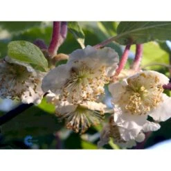 Kiwi 'Male' Actinidia Chinensis 'Male' (Hanplanter) Potte 2,0 Liter,- Opbundet -Montoz Butik fi5616 actinidia chinensis hanplanter a56d