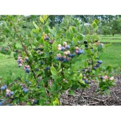 Storfrugtet Blåbær 'Patriot' Vaccinium Corymbosum 'Patriot' Potte 3,0 Liter,- Opbundet -Montoz Butik fi581 vaccinium corymbosum patriot 2f24