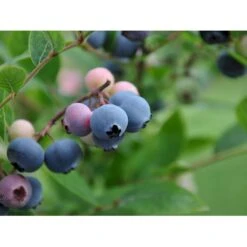 Storfrugtet Blåbær 'Patriot' Vaccinium Corymbosum 'Patriot' Potte 3,0 Liter,- Opbundet -Montoz Butik fi581 vaccinium corymbosum patriot f579