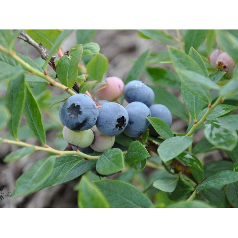 BLÅBÆR 'SUNSHINE BLUE' Vaccinium Corymbosum 'Sunshine Blue' Potte 3 Liter 30-40 Cm. 4 BLÅBÆR 'SUNSHINE BLUE' Vaccinium Corymbosum 'Sunshine Blue' Potte 3 Liter 30-40 Cm. - Billede 2