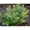 BLÅBÆR 'SUNSHINE BLUE' Vaccinium Corymbosum 'Sunshine Blue' Potte 3 Liter 30-40 Cm. 2 BLÅBÆR 'SUNSHINE BLUE' Vaccinium Corymbosum 'Sunshine Blue' Potte 3 Liter 30-40 Cm. -Montoz Butik fi585 vaccinium corymbosum sunshine blue daa3