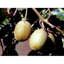 Kiwi 'Solo' Actinidia Chinensis 'Solo' (Selvbestøvende) Potte 2,0 Liter,- Opbundet 60-100 Cm -Montoz Butik fi5 actinidia chinensis 3a3a processed