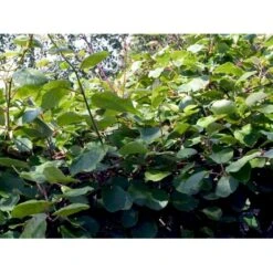 Kiwi 'Solo' Actinidia Chinensis 'Solo' (Selvbestøvende) Potte 2,0 Liter,- Opbundet 60-100 Cm -Montoz Butik fi5 actinidia chinensis a876 processed