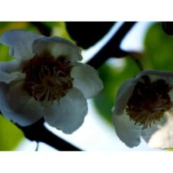 Kiwi 'Solo' Actinidia Chinensis 'Solo' (Selvbestøvende) Potte 2,0 Liter,- Opbundet 60-100 Cm -Montoz Butik fi5 actinidia chinensis dcbe processed