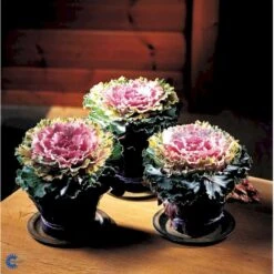 Broccoli 'Calabrese Natalino' Øko Brassica Oleracea 'Calabrese Natalino' Frøpose, Antal Pr. Pakke, Ca. 35 Stk. -Montoz Butik fi6062 brassica oleracea 1af7