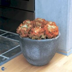 Broccoli 'Calabrese Natalino' Øko Brassica Oleracea 'Calabrese Natalino' Frøpose, Antal Pr. Pakke, Ca. 35 Stk. -Montoz Butik fi6062 brassica oleracea 4bf1