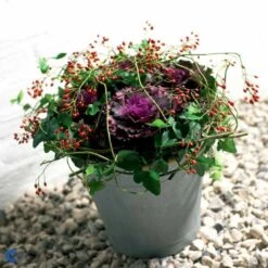 Broccoli 'Calabrese Natalino' Øko Brassica Oleracea 'Calabrese Natalino' Frøpose, Antal Pr. Pakke, Ca. 35 Stk. -Montoz Butik fi6062 brassica oleracea 9fb1