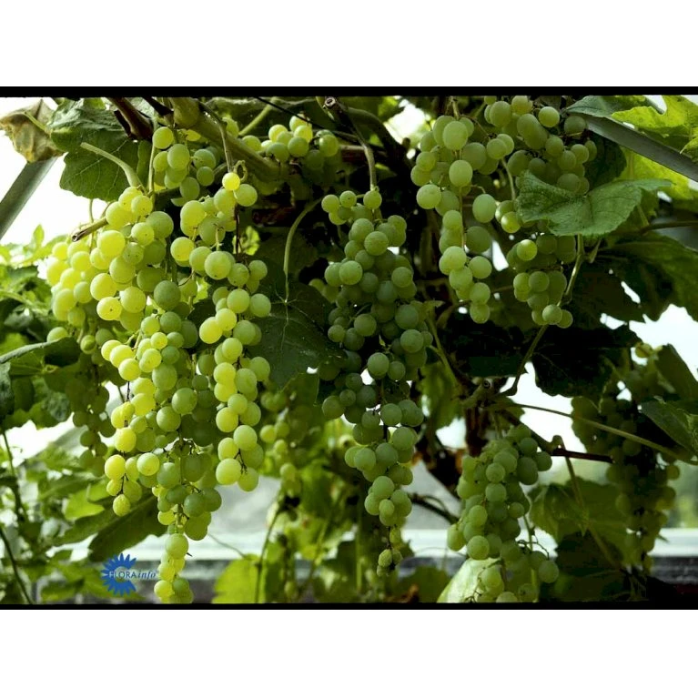 Vin 'Himrod' Vitis Vinifera 'Himrod' Potte 3,0 Liter,- Opbundet 80-100 Cm. 6 Vin 'Himrod' Vitis Vinifera 'Himrod' Potte 3,0 Liter,- Opbundet 80-100 Cm. - Billede 4