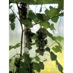 Vin 'Vanessa' Vitis Vinifera 'Vanessa' Potte 3,0 Liter,- Opbundet 80-100 Cm. -Montoz Butik fi643 vitis vinifera vanessa 9400