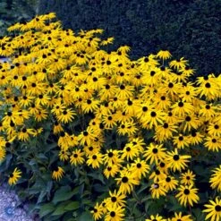 Stor Solhat Rudbeckia Maxima 1 Liter Potte 9 Stor Solhat Rudbeckia Maxima 1 Liter Potte -Montoz Butik fi6481 rudbeckia maxima 6b20