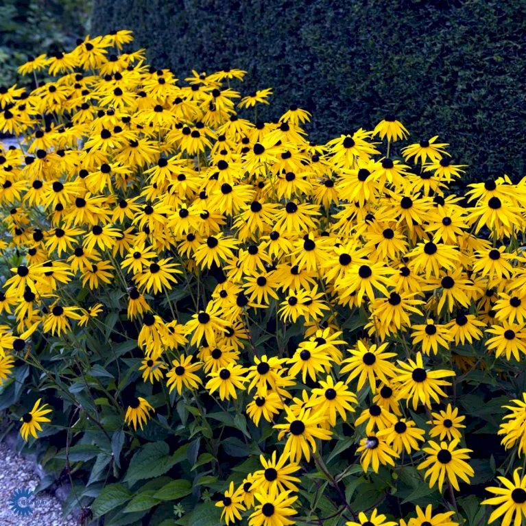 Stor Solhat Rudbeckia Maxima 1 Liter Potte 6 Stor Solhat Rudbeckia Maxima 1 Liter Potte - Billede 4