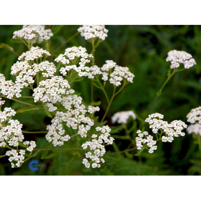 Almindelig Røllike Achillea Millefolium 1 Liter Potte 8 Almindelig Røllike Achillea Millefolium 1 Liter Potte - Billede 6